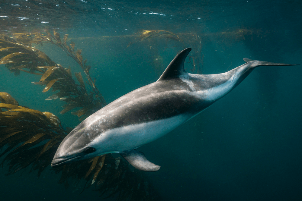 Types of Dolphin - Peales Dolphin