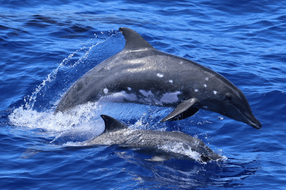Types of Dolphin - Rough Toothed Dolphin.