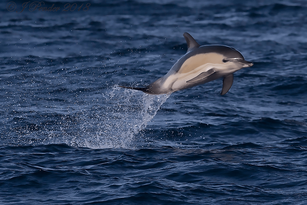 Types of Dolphin - Short Beaked Common Dolphin