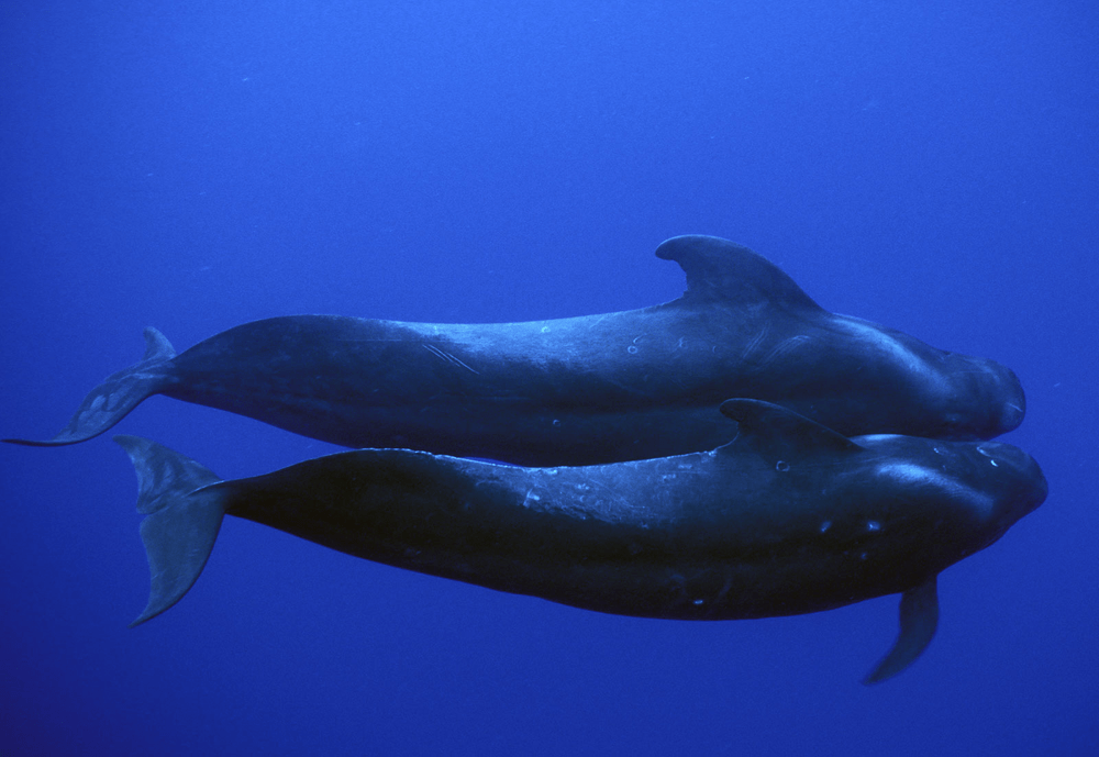 Types of Dolphin - Short Finned Pilot Whale