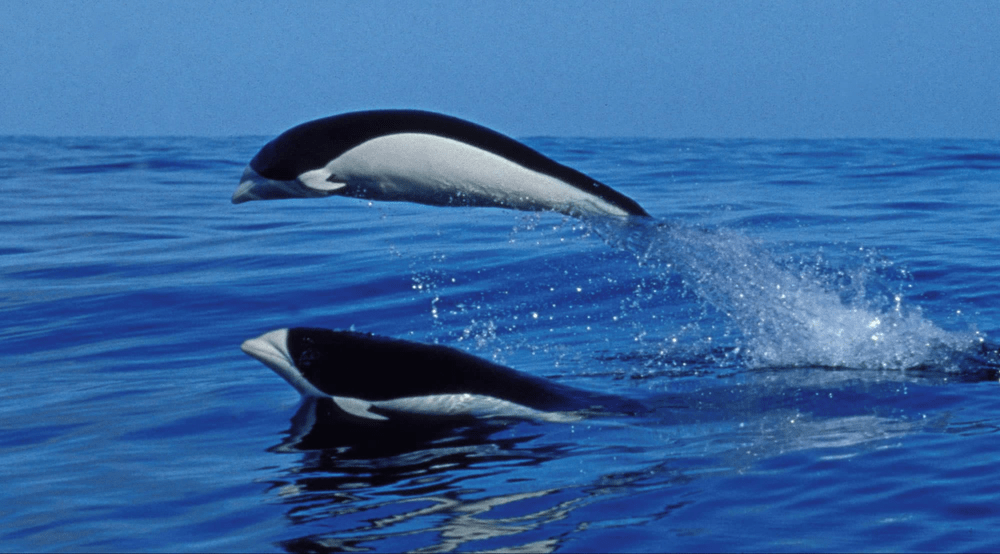 Types of Dolphin - Southern Right Whale Dolphin