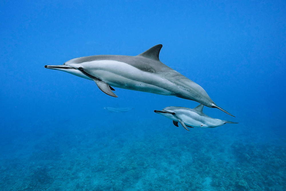 Types of Dolphin - Spinner Dolphin