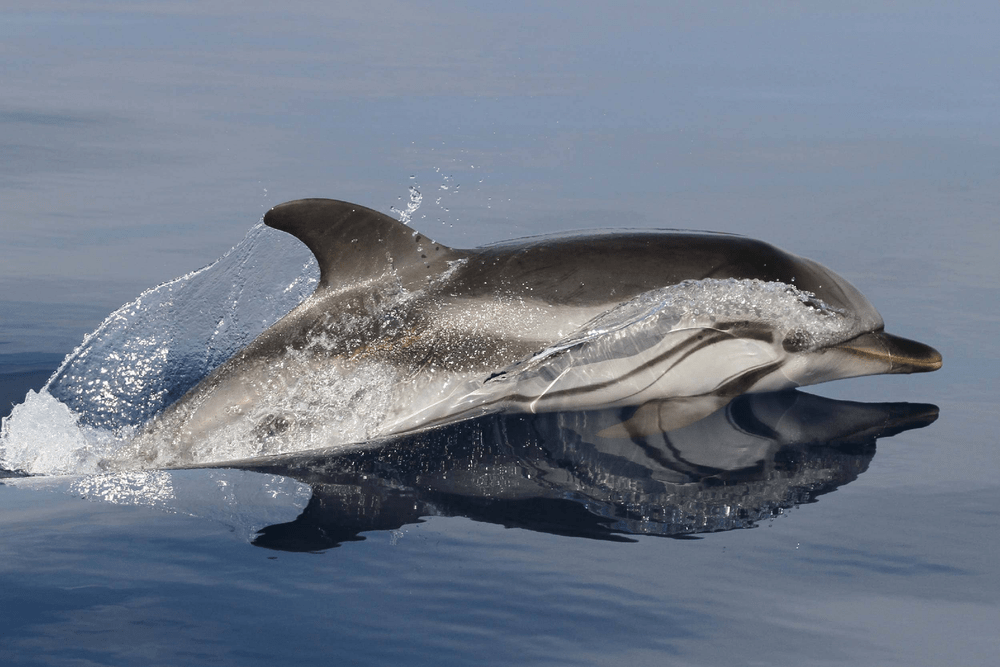 Types of Dolphin - Striped Dolphin