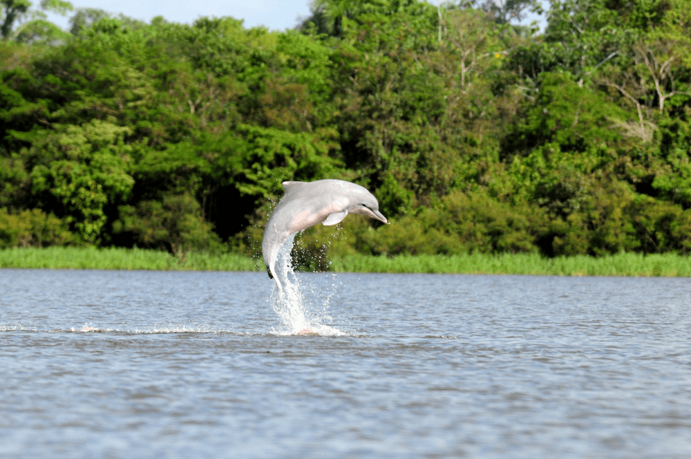 Types of Dolphin – Tucuxi