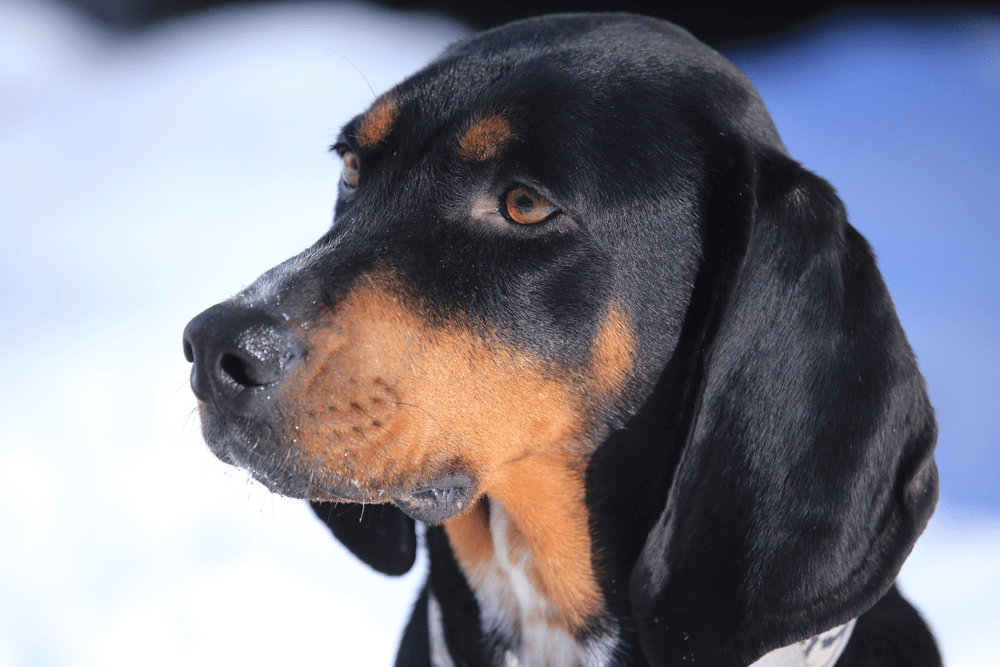 A Heavier Breed That Makes Great Detection Dogs