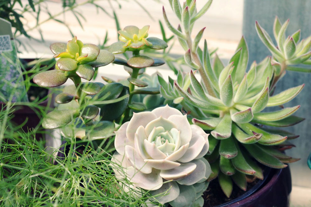 Can succulents stay outside in rain?