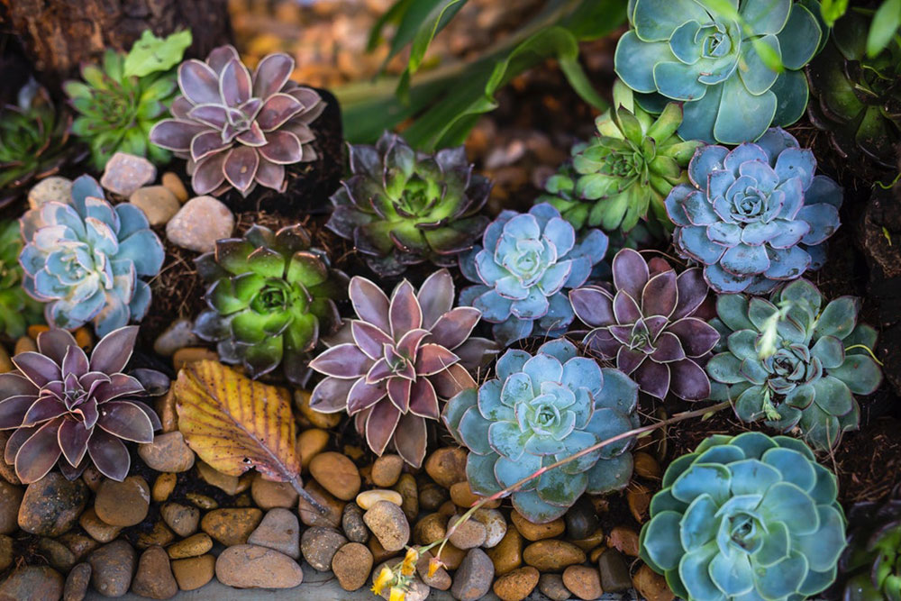 Do succulents need direct sunlight?