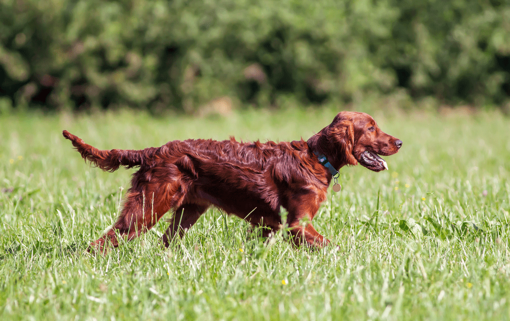 Highly Intelligent and One of the Best Hunting Dogs