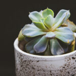 How Often To Water Succulents