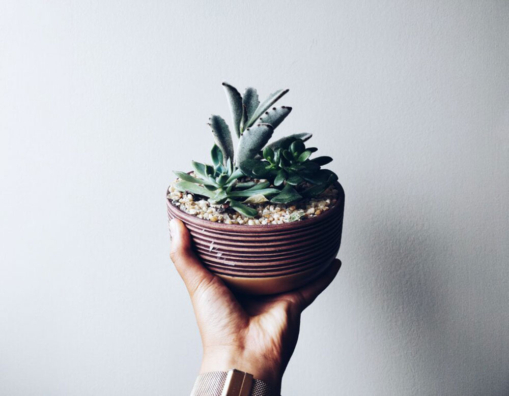 How do I know if my succulent needs water?