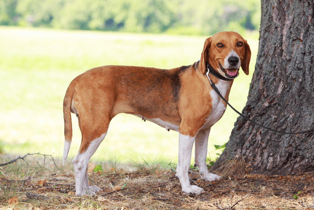 Is an American Foxhound the Best Hunting Dog