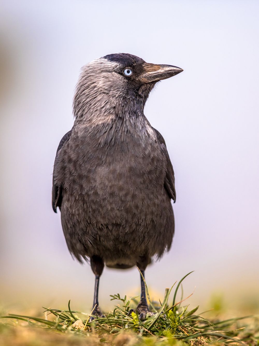 One of Many Species in the Corvid Family
