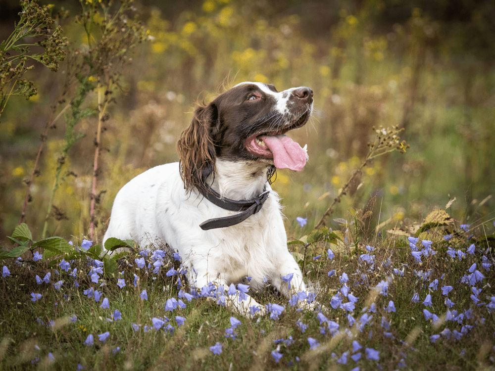 Retrieving Dogs Make the Best Hunting Partner