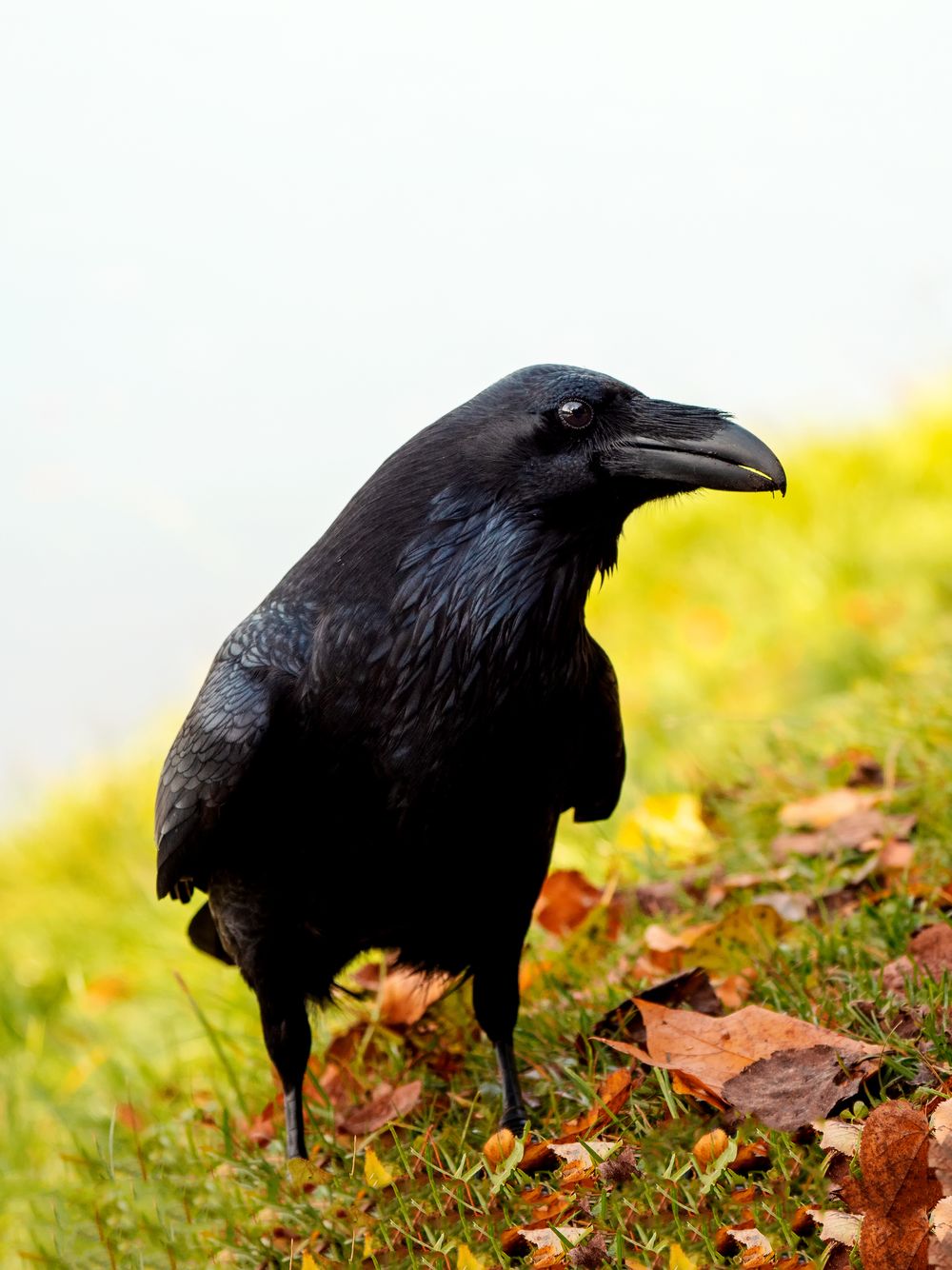 Smartest Bird: 12 Birds Whose Intelligence Will Leave You Speechless