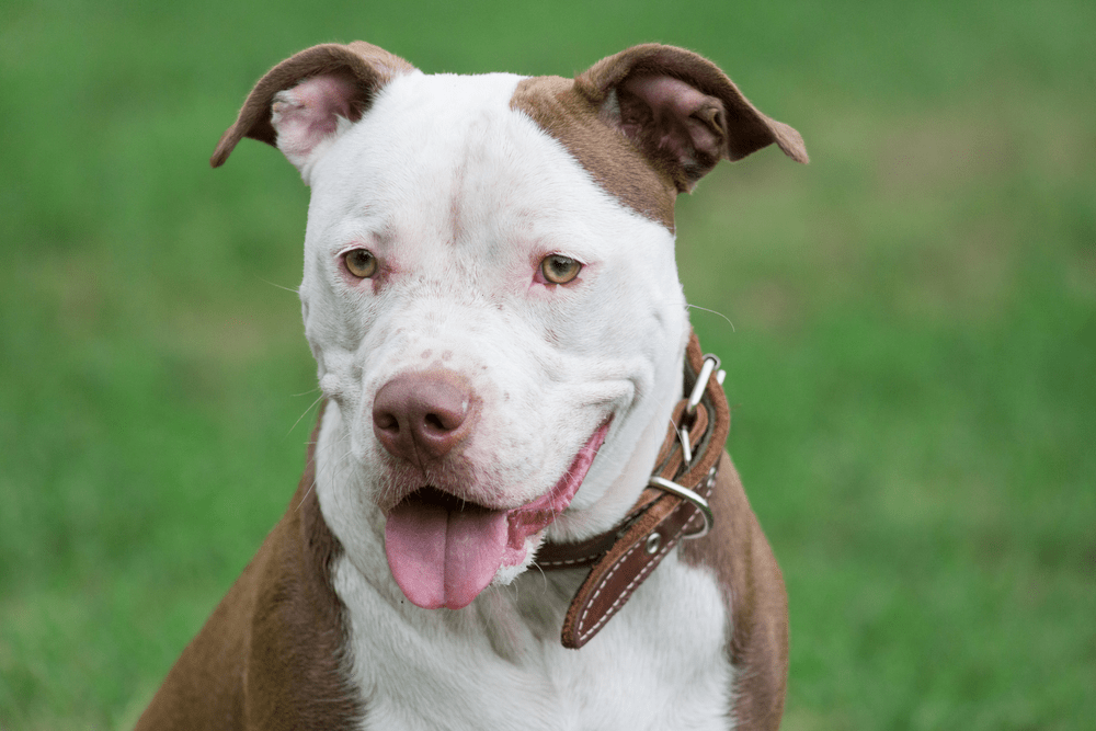 The American Pit Bull Terrier is a Good Hunting Dog