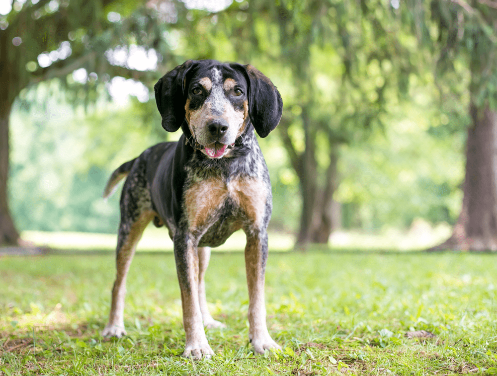 The Bluetick Coonhound is a Fun Family Dog That Loves Hunting Small Game