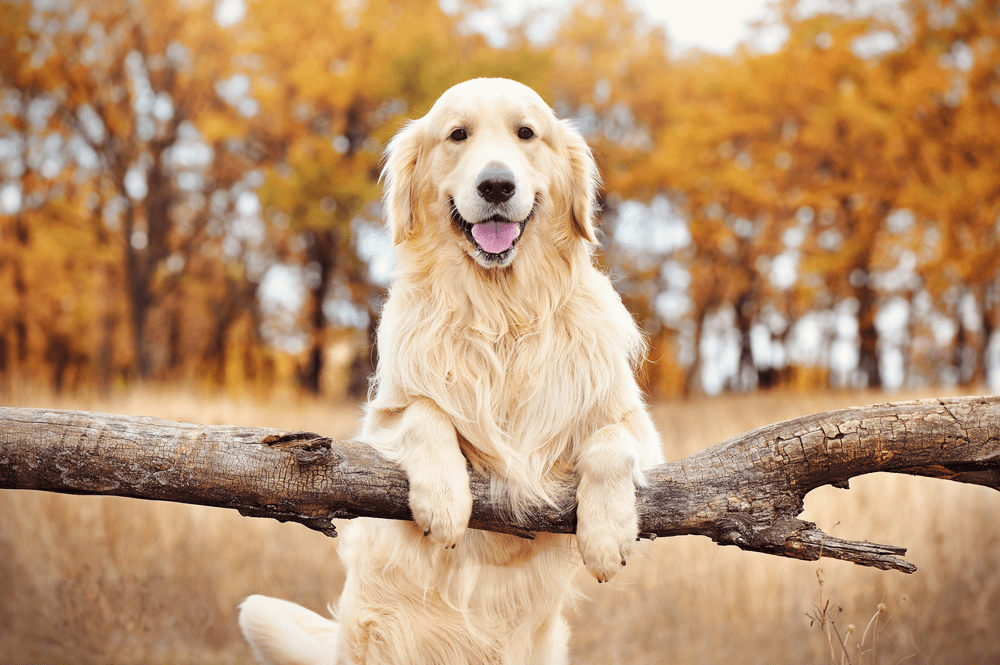 The Golden Retriever is One of the Best Hunting Dogs