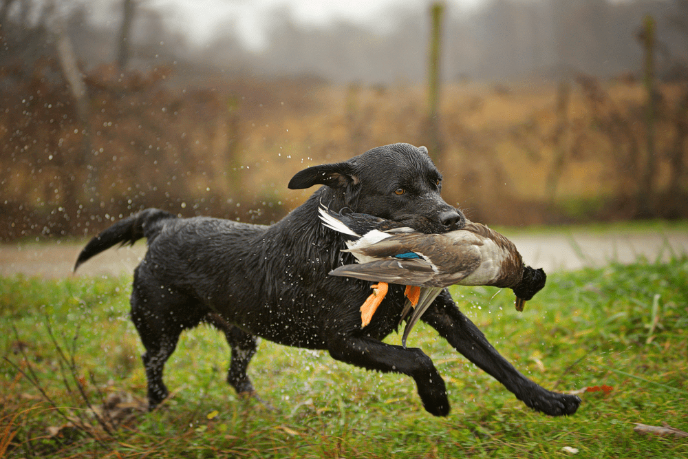 The Labrador Retriever is an Incredible Hunting Companion