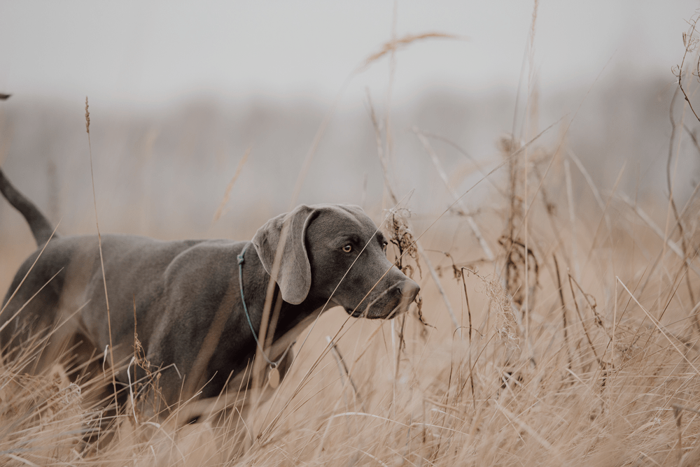What Makes a Great Hunting Dog