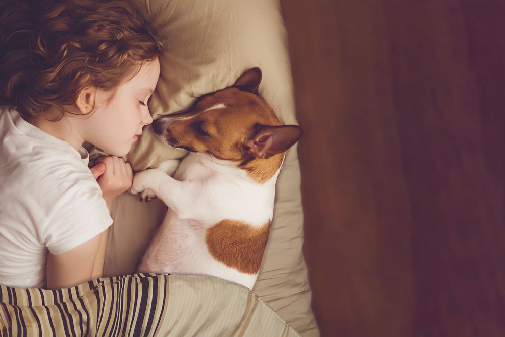 Do Dogs Have a Standard Sleep Cycle
