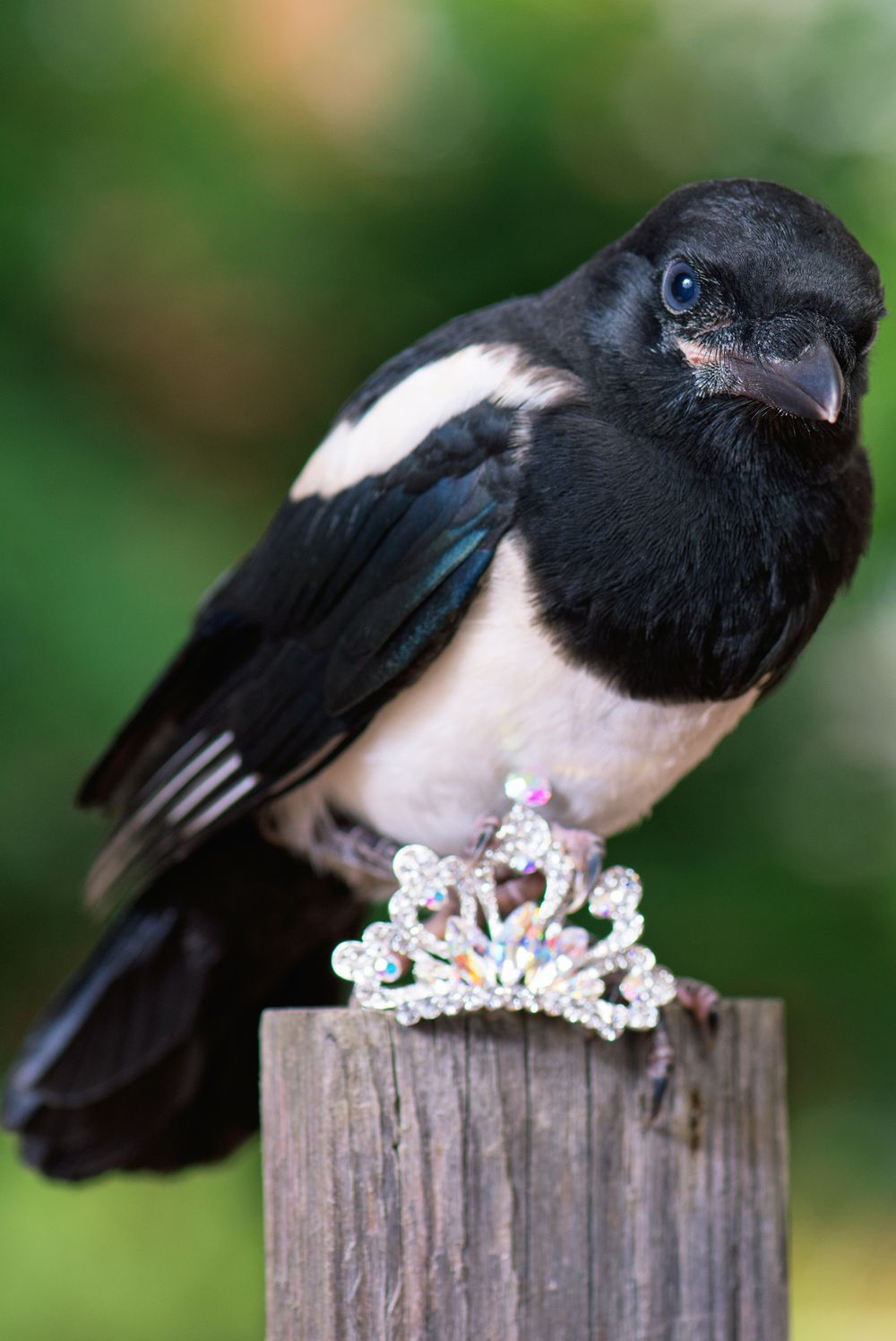 Magpies Pass Many Intelligence Tests