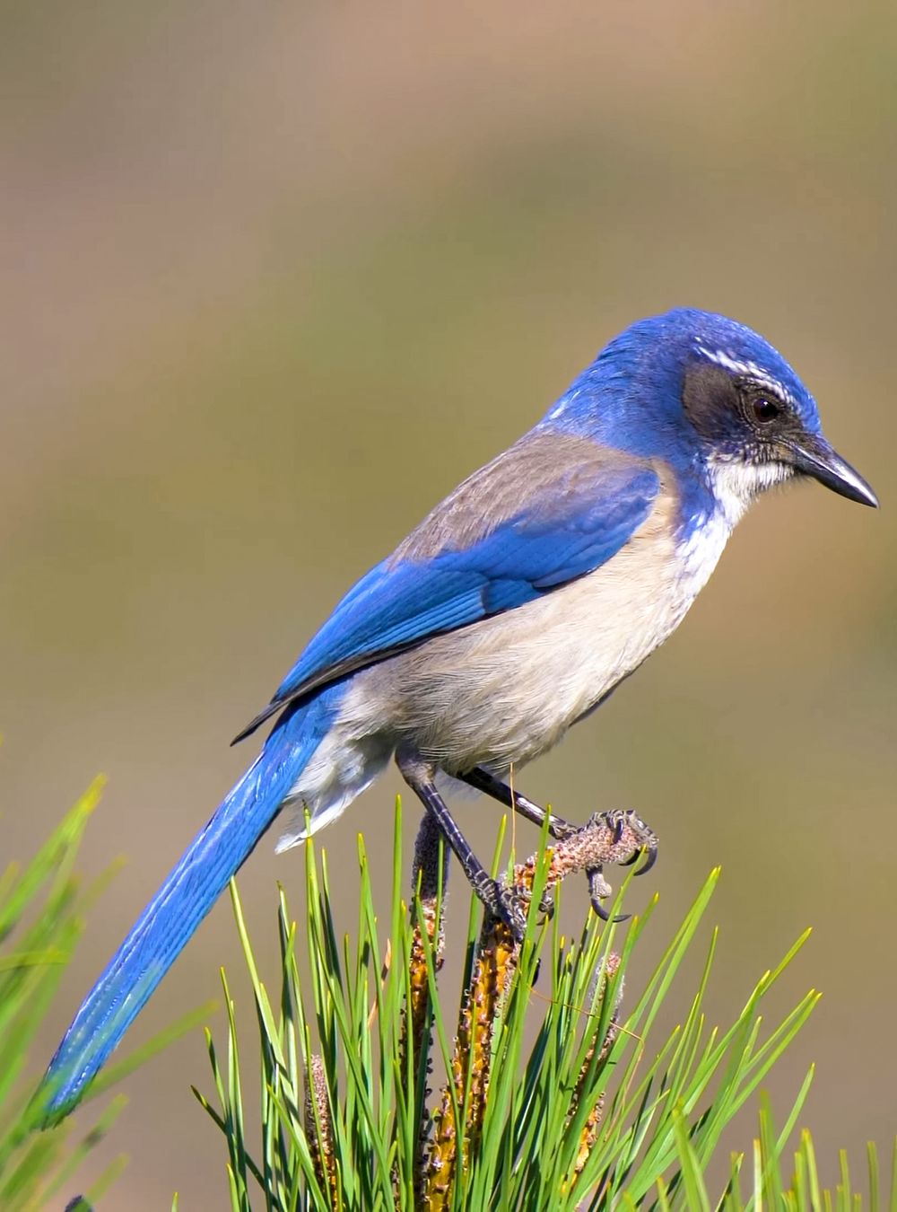 Western Scrub-Jay One of the Smartest Birds in the World