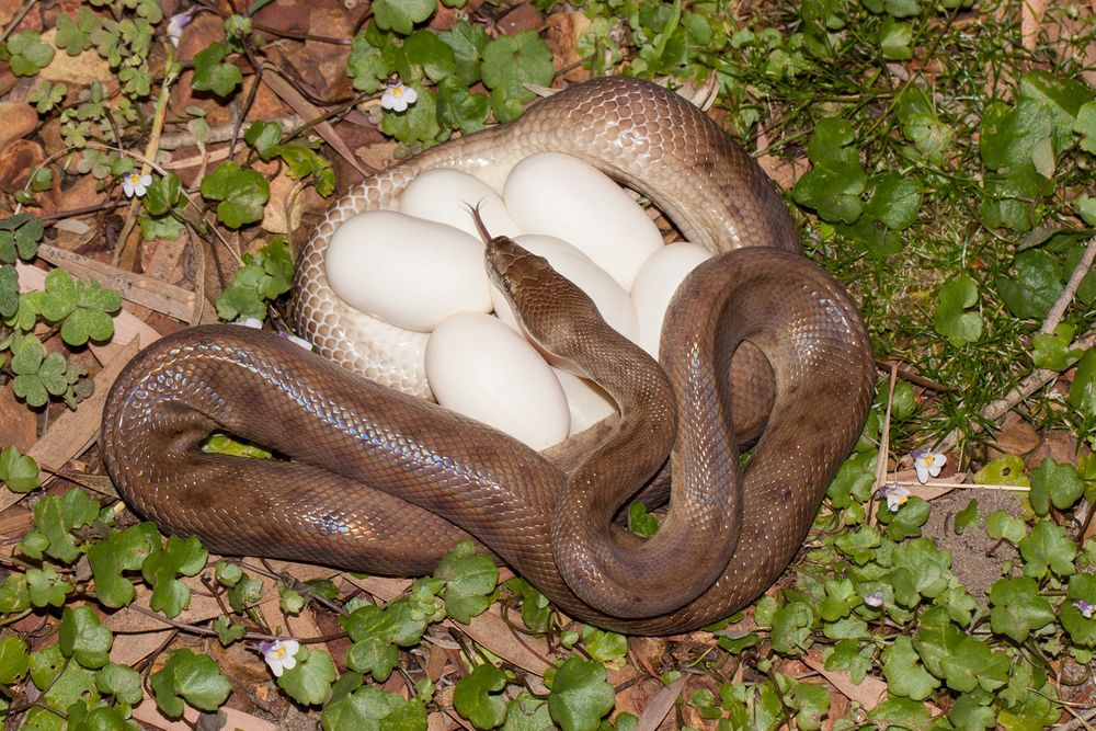 Pregnant Snakes