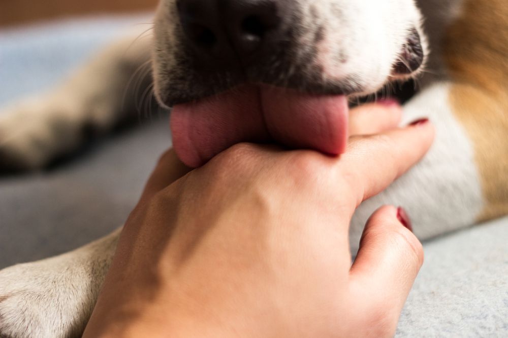 Why Do Dogs Lick You? Learn How to Read Your Dogs Signals