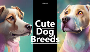 Analysis of the cutest dog breeds in the world