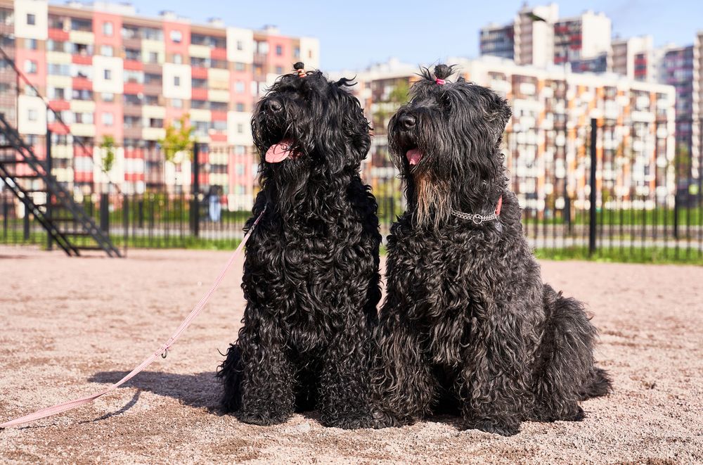 Most Expensive Dog: 25 Dog Breeds That Cost a Small Fortune