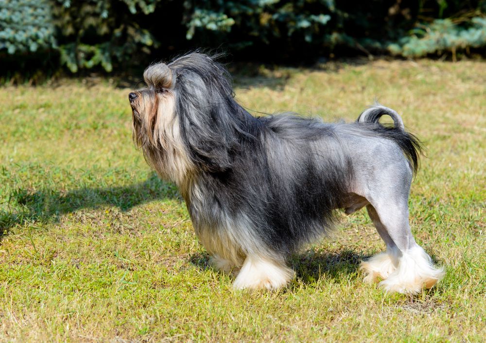 One of the Most Expensive Breeds in the World