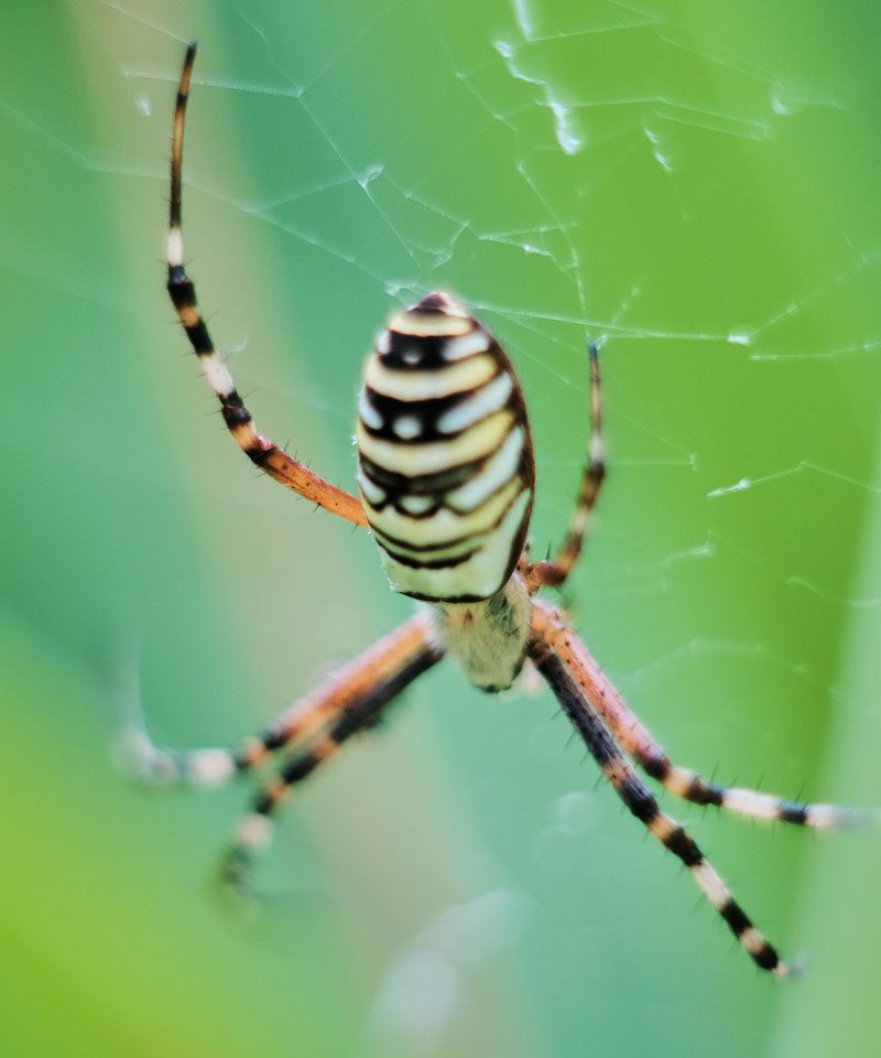 Striped Spider Dream Meaning