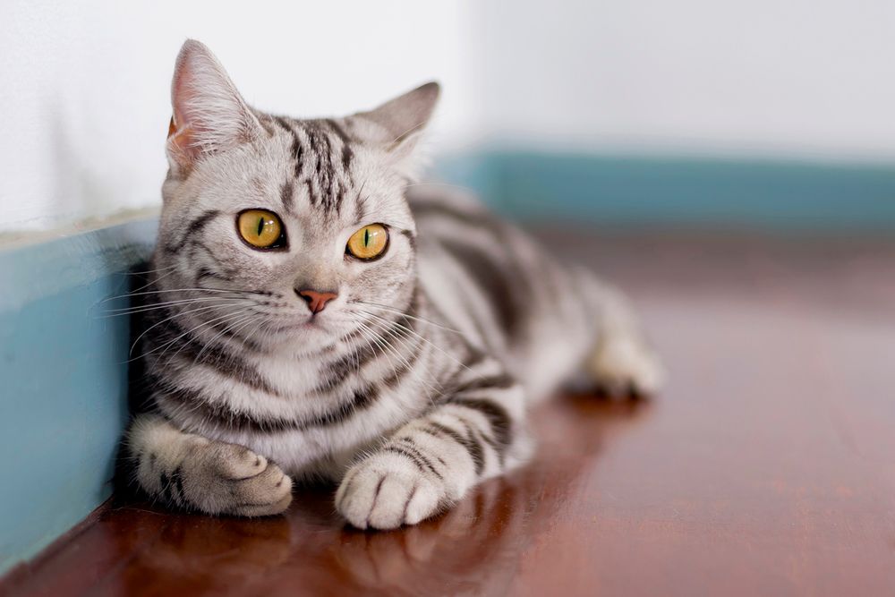 Razas de gatos más caras American Shorthair