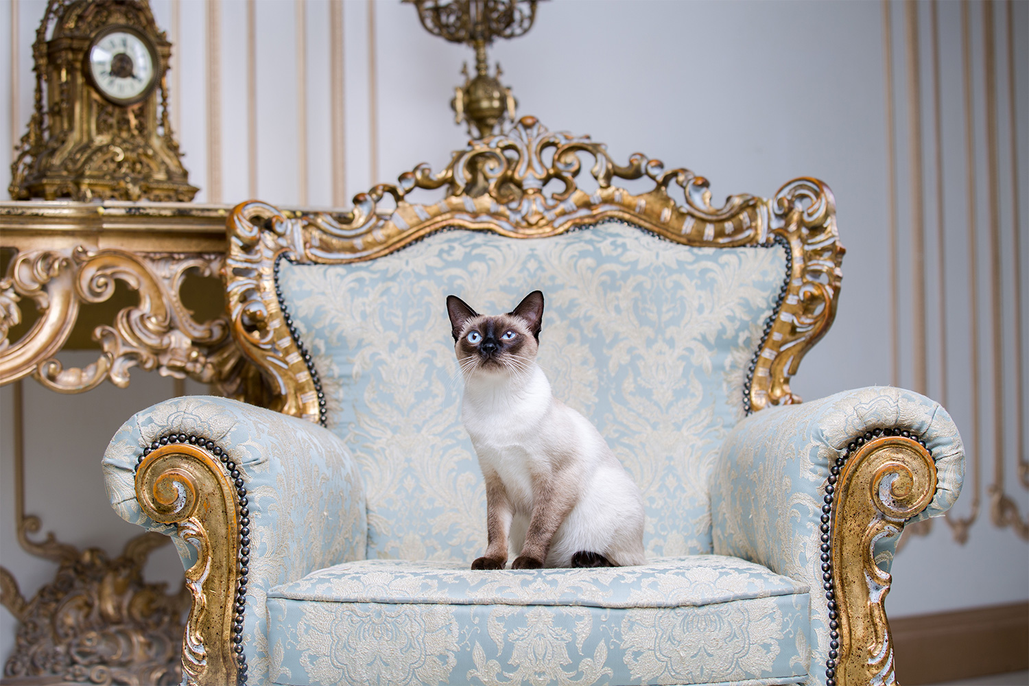 20 Costliest Cat Breeds of All Time