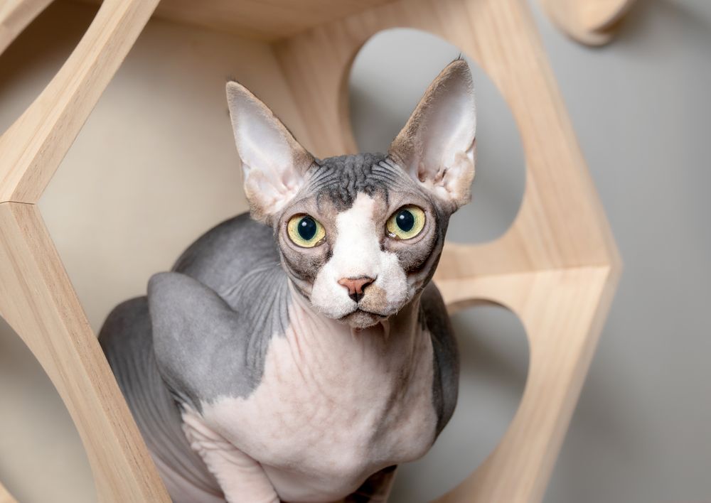 Sphynx Cat One of the Most Expensive Cat Breeds