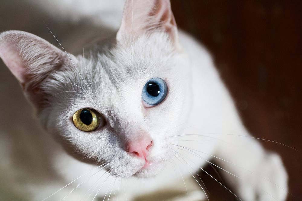 El gato ojo de diamante