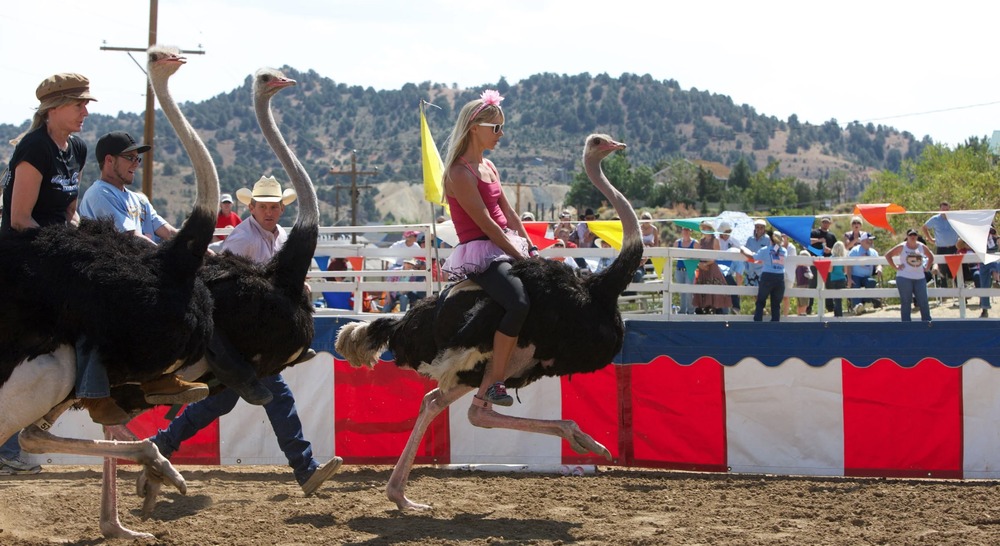 Ostrich Racing Funny Sports