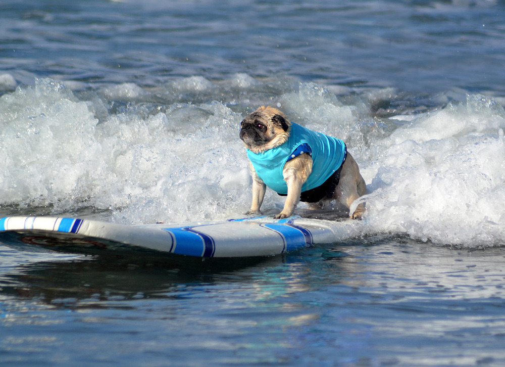 Random Sports Dog Surfing