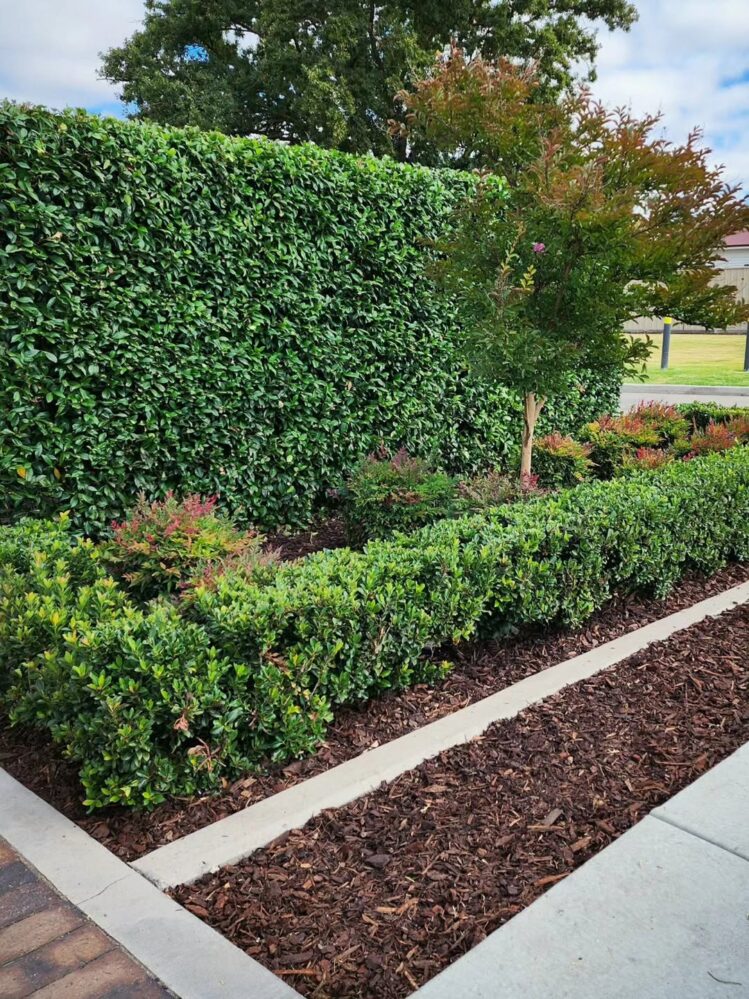 Structured Hedge 28 Vertical Garden Ideas for 2026 That Feels Slightly Unreal Once You ...