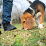 Your dog isn’t being stubborn on walks, it’s checking its messages