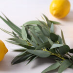 what boiling lemon, eucalyptus and vinegar really does to a kitchen smell