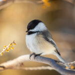iStock @marcophotos