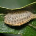 This Tiny Creature Is Back In Yards