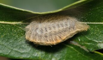 This Tiny Creature Is Back In Yards