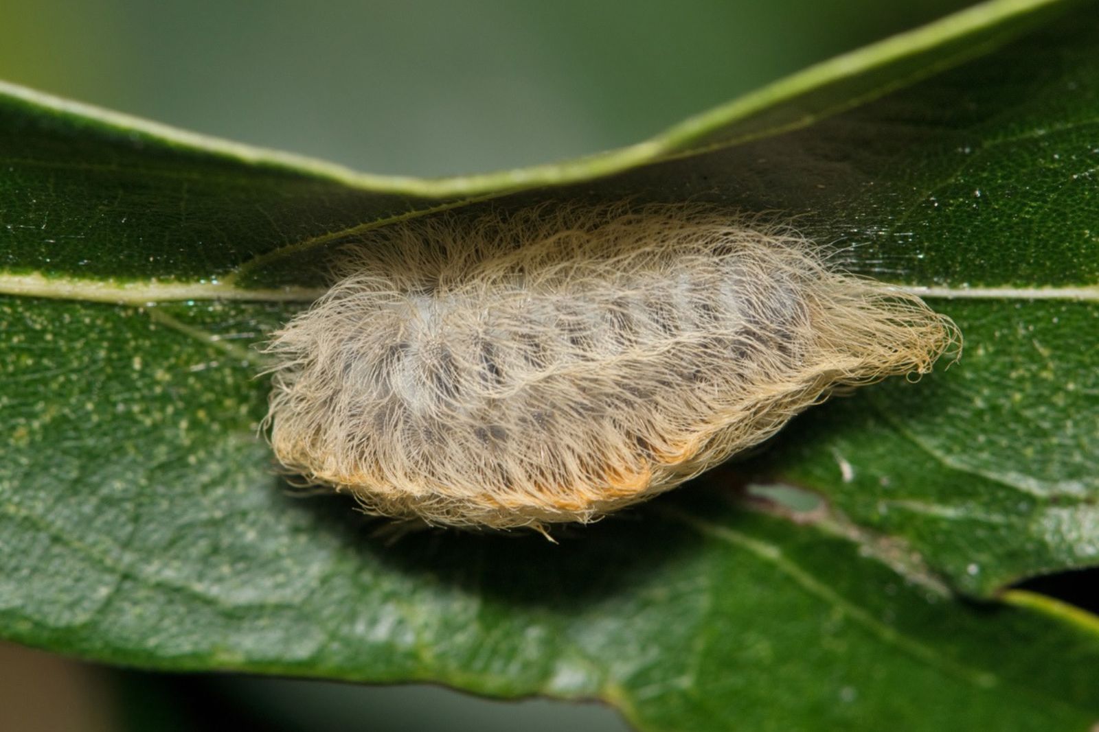 This Tiny Creature Is Back In Yards