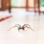 Spiders Indoors Every Fall Are A Signal