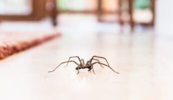 Spiders Indoors Every Fall Are A Signal