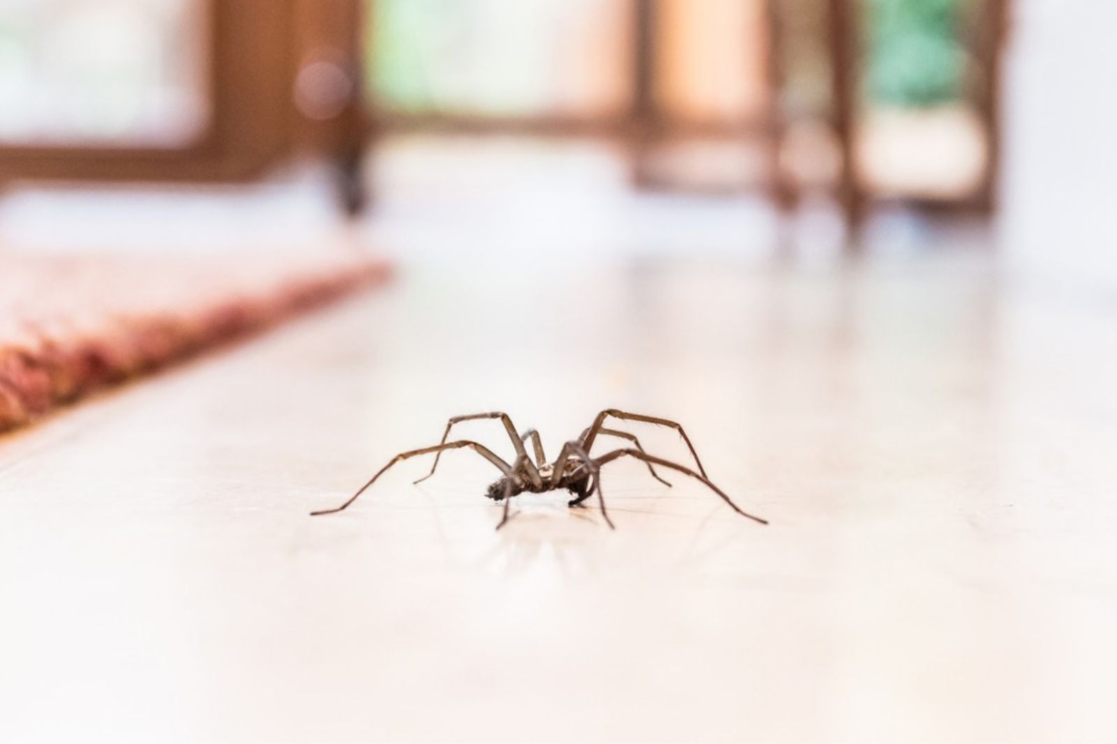 Spiders Indoors Every Fall Are A Signal