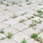 Gardeners have stopped using vinegar on weeds