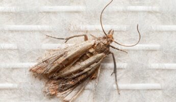 Pantry moths keep coming back?